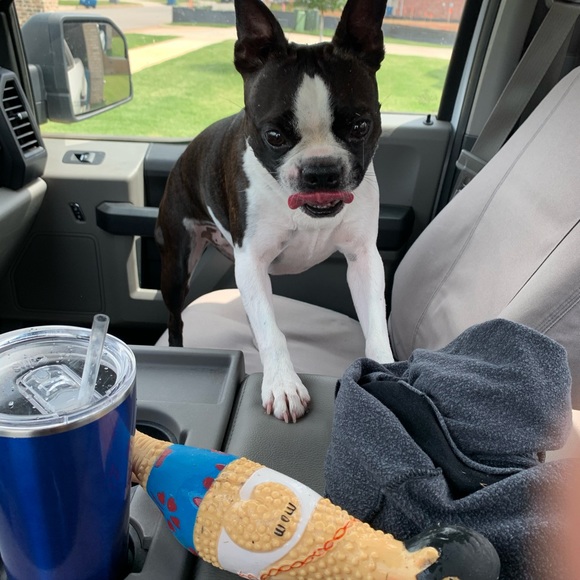 Meet your Posher, Clarice - Picture 4 of 13